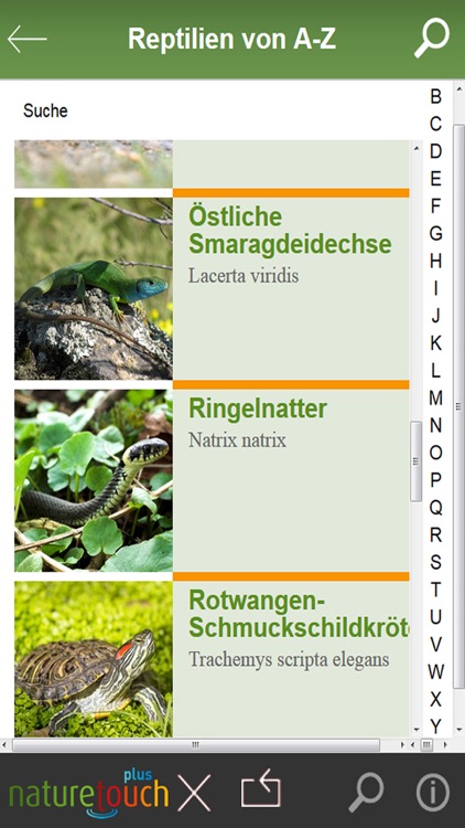 Schlangen, Eidechsen, Schildkröten bestimmen