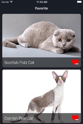 Choose A Cat screenshot 4