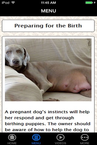 Be a Professional Help a Mother Dog Birth Fast & Safe screenshot 2