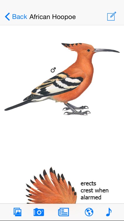 Sasol eBirds of Southern Africa LITE