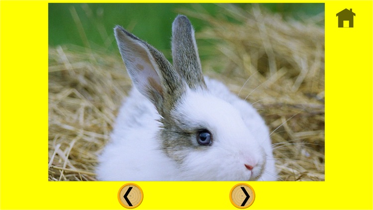 irresistible rabbits for kids - no ads screenshot-4