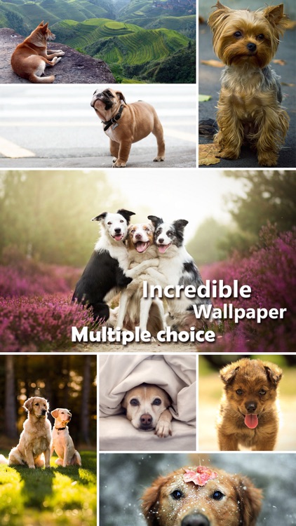 Dog Wallpapers & Backgrounds HD - Home Screen Maker with Cute Themes of Dog Breeds