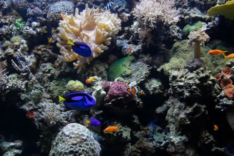 Aquarium Exotic screenshot 3