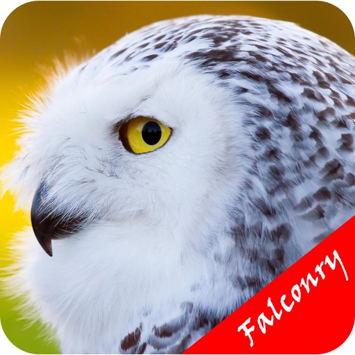 Falconry For Beginners - Control Method