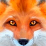 Get Ultimate Fox Simulator for iOS, iPhone, iPad Aso Report