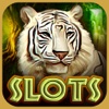 Cougar of Forest: All New, Slot Machine, Poker Great Win! Great Fun!