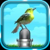 Natural and Relaxing Birds Sounds. Pocket Birds.