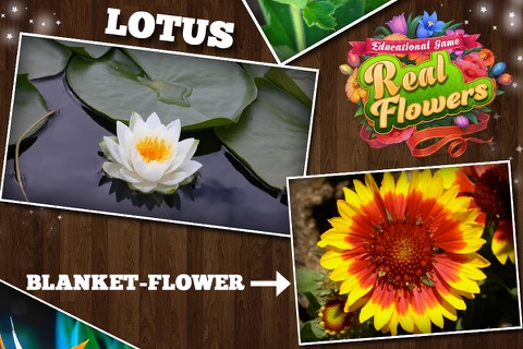 Educational Game Real Flowers screenshot 2