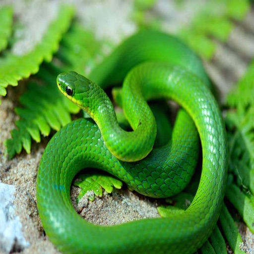 Green Snake Free 2016