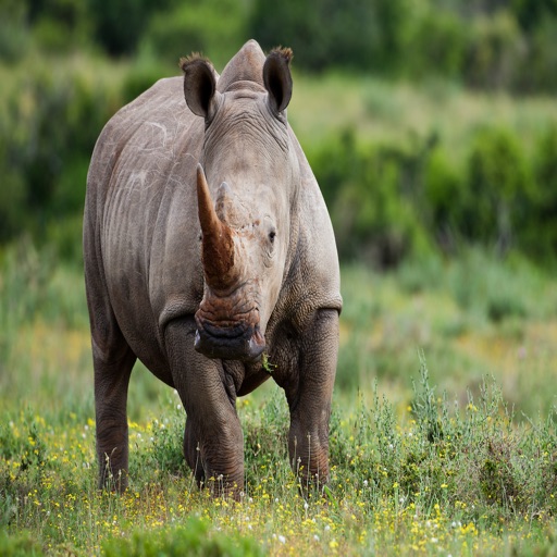 Rhinoceros Sounds - Great Sounds From this Horned Animal by APH ...