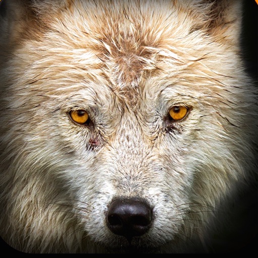 Gray Wolf Hunt iOS App