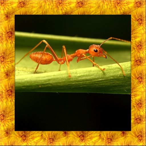 Fire Ant Simulator 3D iOS App