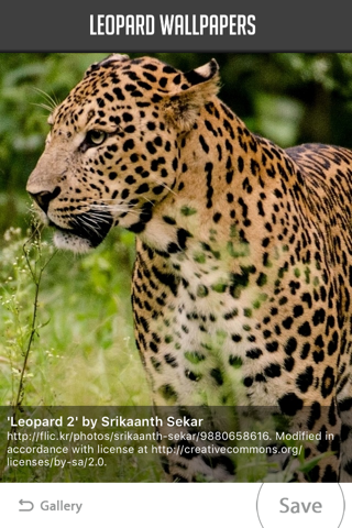 Leopard Wallpaper screenshot 2