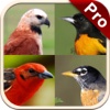 Non Perching Birds PRO: SMART guide to Non Passerines with Games and Puzzles