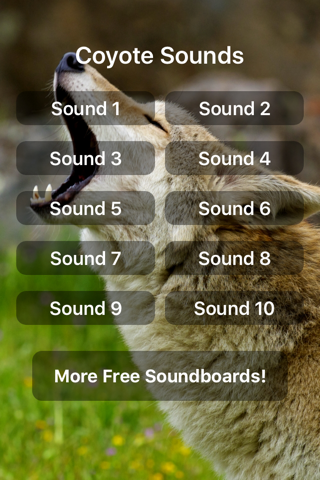 Coyote Sounds! - náhled