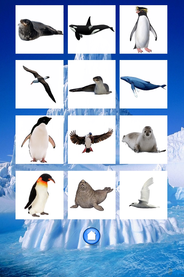 Animals Antarctica screenshot 2