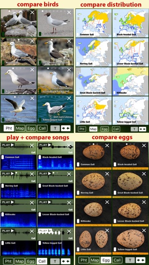 All Birds Netherlands - A Complete Field Guide to the Offici(圖3)-速報App