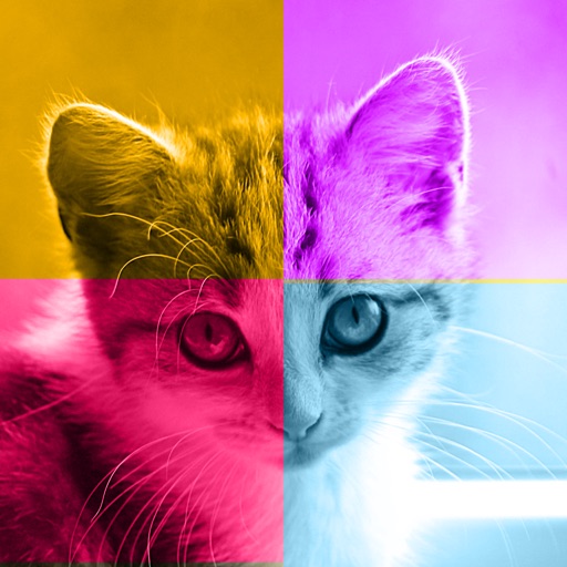 Kittens vs. You - Free Trivia and Quiz Game for Kittens of All Ages iOS App