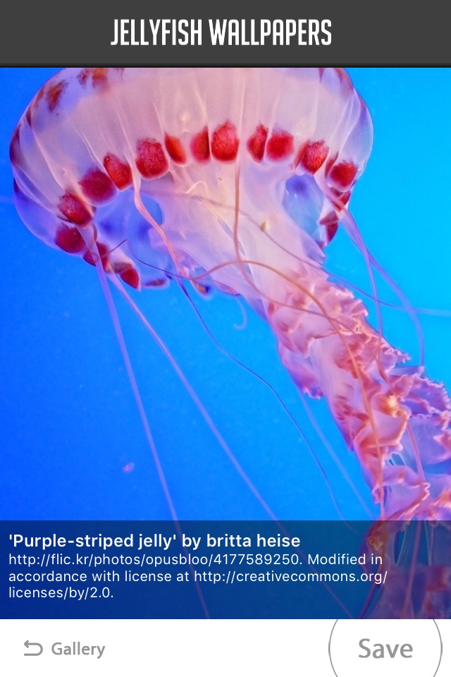 Jellyfish Wallpapers screenshot 3