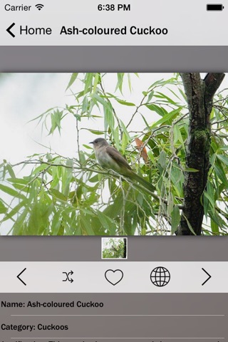 Cuckoos - Bird Guru screenshot 2