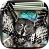 Owl Art Gallery HD – Artworks Wallpapers , Themes and Collection Beautiful Backgrounds