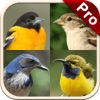 Perching Birds PRO: SMART guide to beautiful Singing Birds with Games & Puzzles