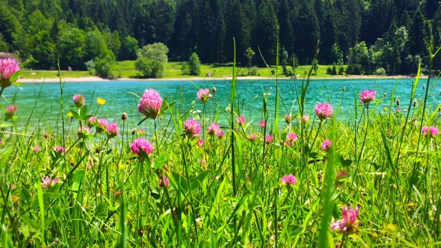 Relaxing Flowers & Meadows - Ambient Nature Wellness Yoga Vi(圖2)-速報App