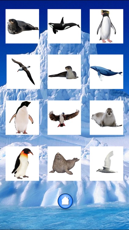 Animals Antarctica screenshot-3