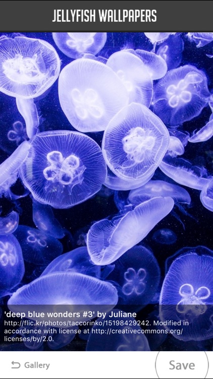 Jellyfish Wallpapers screenshot-3