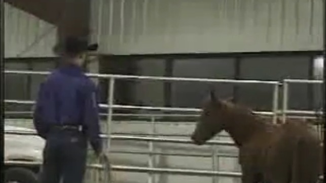 Horse Training Techniques(圖3)-速報App