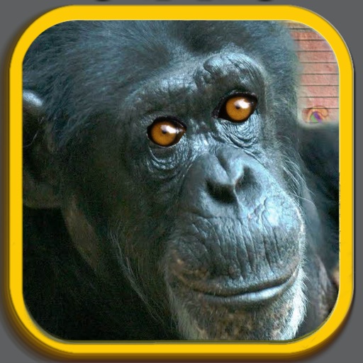 Fury Monkey Pirate iOS App