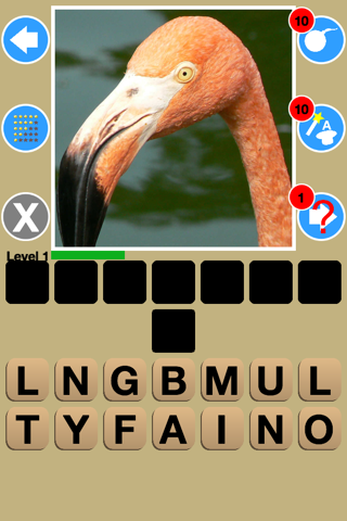 Big Bird Watchers Quiz Maestro: Ornithology Watching Word Trivia screenshot 4