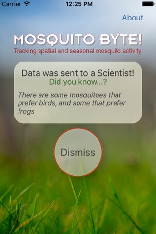Mosquito Byte! screenshot 2