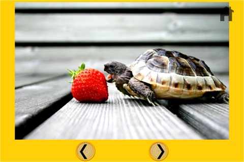 captivating turtles for kids - no ads screenshot 4