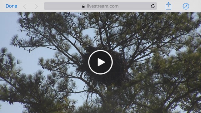 Berry College Eagle Cameras(圖4)-速報App