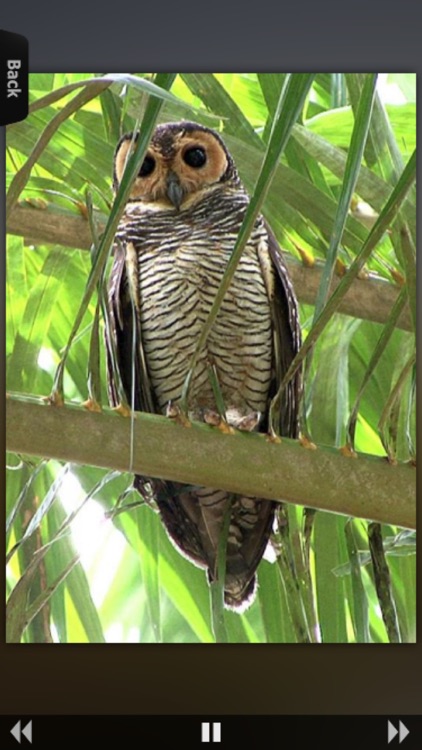 Owls Encyclopedia!