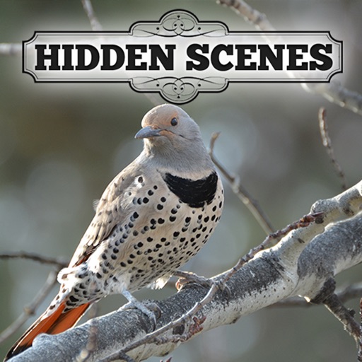 Hidden Scenes - Winter Birding iOS App