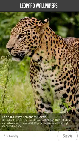 Game screenshot Leopard Wallpaper apk