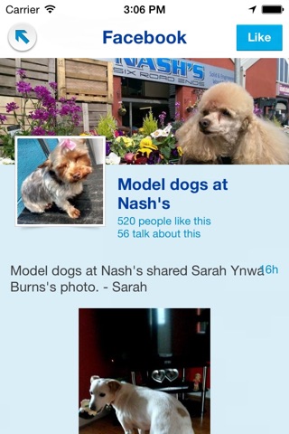 Model Dogs Grooming @ Nashs screenshot 2