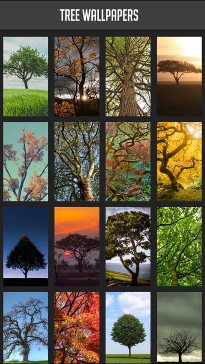 Tree Wallpapers