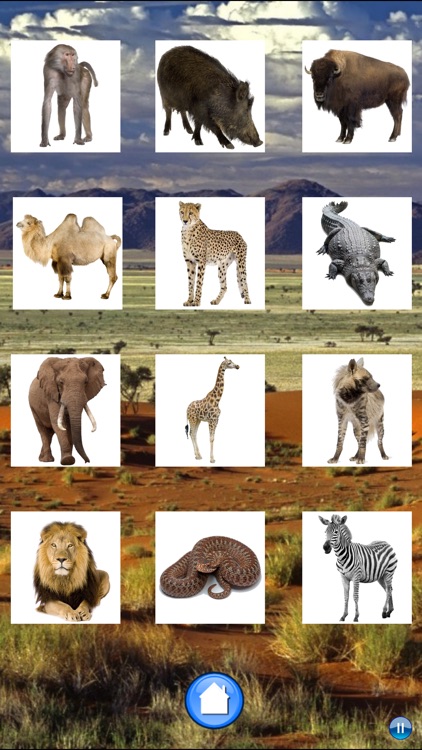 African Animals