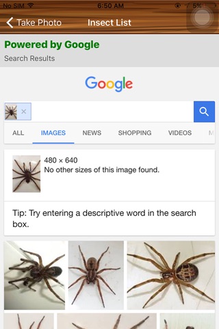 Insect Id screenshot 3