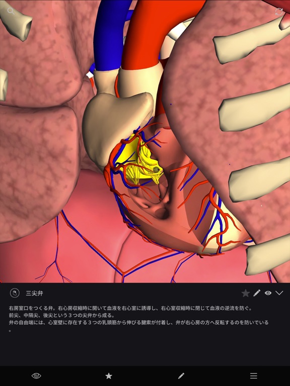 teamLabBody-Internal Organs-のおすすめ画像4