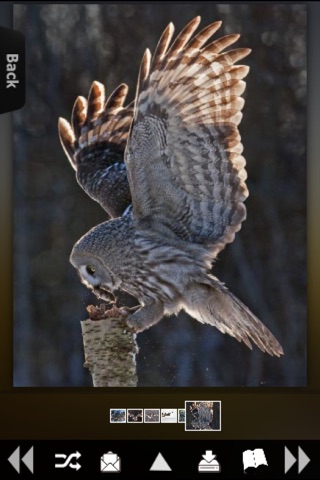 Owls Encyclopedia! screenshot 2