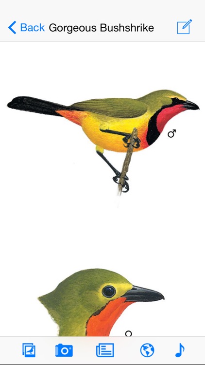 Sasol eBirds of Southern Africa