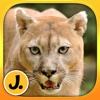 Jungle and Rainforest Animals: puzzle game for little girls, boys and preschool kids - Free