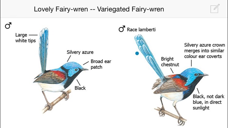 The Morcombe & Stewart Guide to Birds of Australia screenshot-4