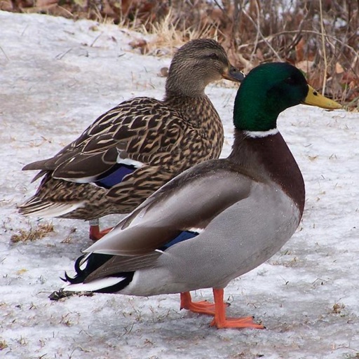 Ducks, Geese and Swans