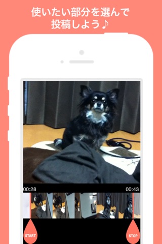 PiVid～You can  share 15 sec videos related to pets !～ screenshot 2
