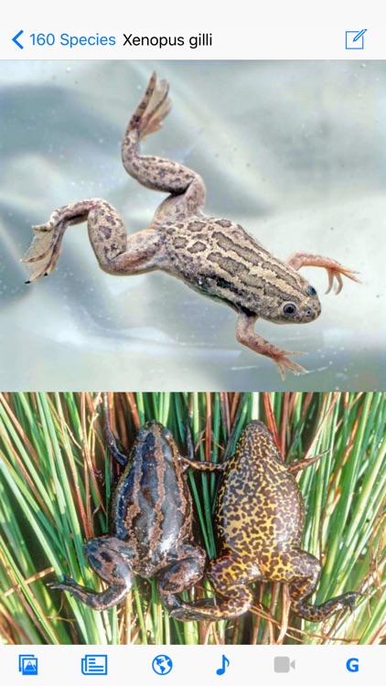 Frogs of Southern Africa
